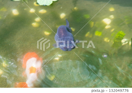 Goldfish in aquarium fish pond close up Goldfish in aquarium fish pond close up 132049776