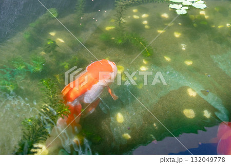 Goldfish in aquarium fish pond close up Goldfish in aquarium fish pond close up 132049778