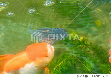 Goldfish in aquarium fish pond close up 132049786