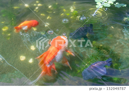 Goldfish in aquarium fish pond close up 132049787