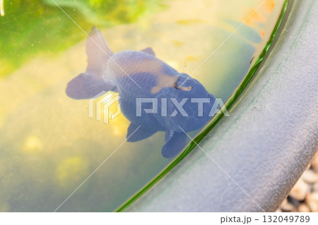 Goldfish in aquarium fish pond close up Goldfish in aquarium fish pond close up 132049789