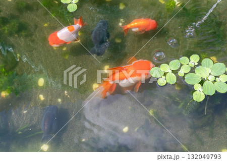 Goldfish in aquarium fish pond close up Goldfish in aquarium fish pond close up 132049793
