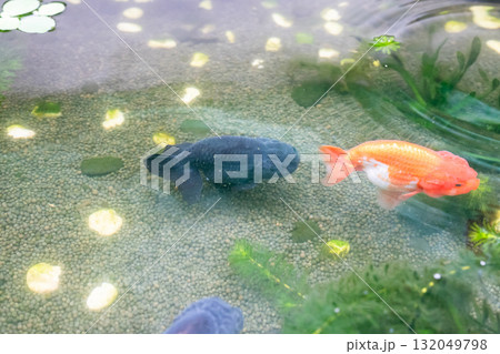 Goldfish in aquarium fish pond close up 132049798
