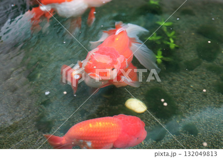 Goldfish swimming in aquarium fish pond close up Goldfish swimming in aquarium fish pond close up 132049813