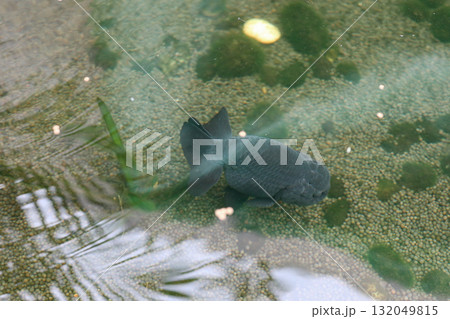 Goldfish swimming in aquarium fish pond close up 132049815
