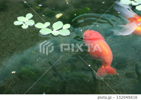 Goldfish swimming in aquarium fish pond close up 132049816