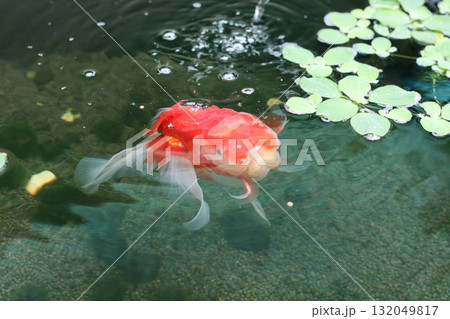 Goldfish swimming in aquarium fish pond close up 132049817