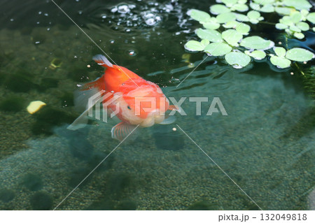 Goldfish swimming in aquarium fish pond close up Goldfish swimming in aquarium fish pond close up 132049818