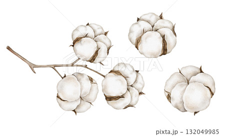Watercolor illustration of cotton branches in neutral tones. Perfect for fabric and textile branding, organic packaging, natural cosmetics, boho wedding stationery, eco gift wrapping winter projects. Watercolor illustration of cotton branches in neutral tones. Perfect for fabric and textile branding, organic packaging, natural cosmetics, boho wedding stationery, eco gift wrapping winter projects. 132049985