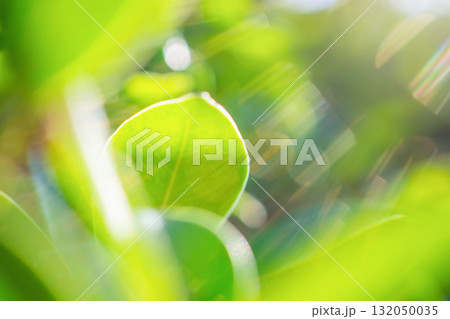 Natural plant green leaf in garden with bokeh background Natural plant green leaf in garden with bokeh background 132050035