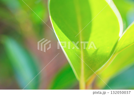 Natural plant green leaf in garden with bokeh background 132050037