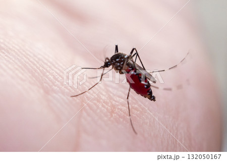 Aedes aegypti mosquitoes on human hand 132050167