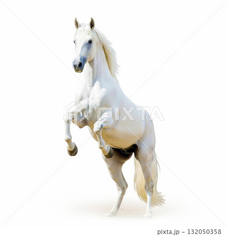 白馬 白馬 132050358