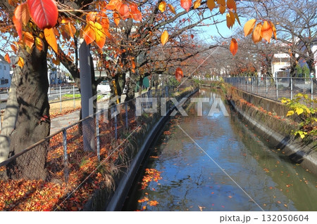 秋の見沼代用水東縁：浦寺橋より上流を望む（埼玉県川口市） 132050604