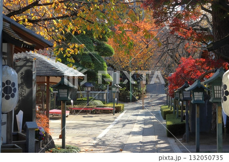 秋の密蔵院にて（埼玉県川口市） 132050735