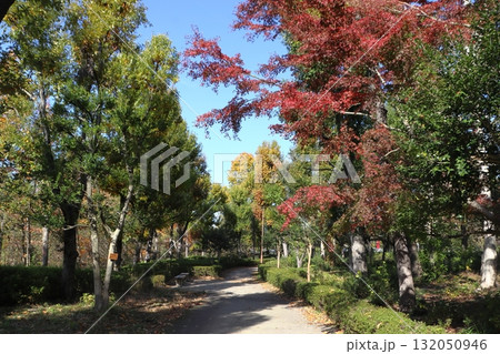 秋の川口自然公園にて(埼玉県川口市) 秋の川口自然公園にて(埼玉県川口市) 132050946