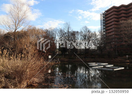 冬の川口自然公園にて(埼玉県川口市) 冬の川口自然公園にて(埼玉県川口市) 132050950