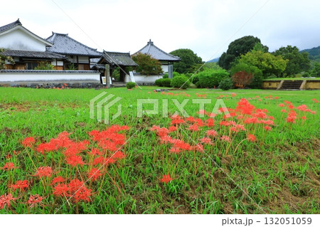 川原寺跡　山門と彼岸花 132051059