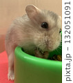 ご飯を食べるハムスター ご飯を食べるハムスター 132051091
