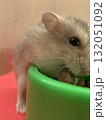 ご飯を食べるハムスター ご飯を食べるハムスター 132051092