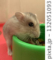 ご飯を食べるハムスター ご飯を食べるハムスター 132051093