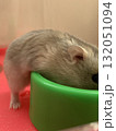 ご飯を食べるハムスター ご飯を食べるハムスター 132051094