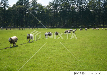 羊の行進 132051290