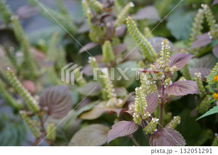 朝日に照らされる赤紫蘇の実 朝日に照らされる赤紫蘇の実 132051291