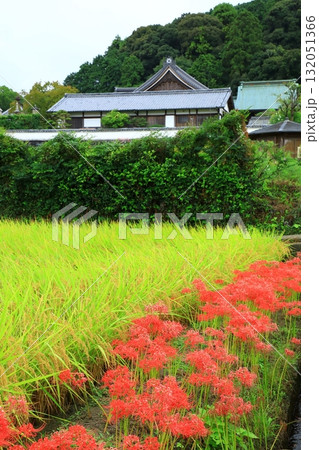 橘寺　彼岸花と田園風景 132051366