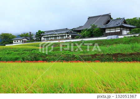 橘寺 彼岸花と田園風景 橘寺 彼岸花と田園風景 132051367