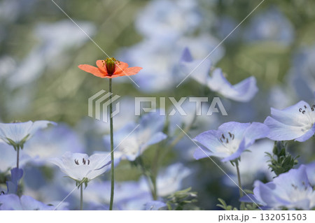 ネモフィラの花畑に一輪だけ咲いたオレンジ色のヒナゲシ ネモフィラの花畑に一輪だけ咲いたオレンジ色のヒナゲシ 132051503