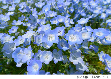 一面に広がるネモフィラの花畑 一面に広がるネモフィラの花畑 132051504
