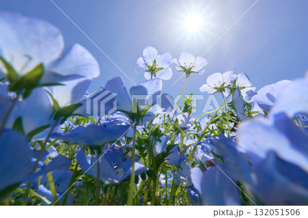 太陽の光で透けるネモフィラの花びら 132051506