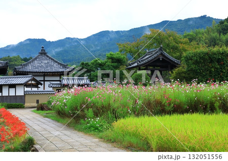 西門跡から見た飛鳥寺全景 満開のコスモス 西門跡から見た飛鳥寺全景 満開のコスモス 132051556