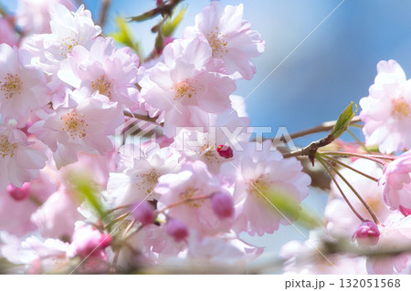 青空を背景にした満開の河津桜 青空を背景にした満開の河津桜 132051568