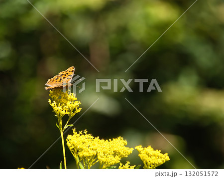 黄色い花と蝶 黄色い花と蝶 132051572