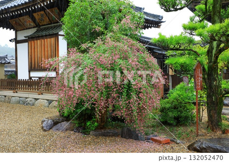 飛鳥寺 思惟殿と満開の萩の花 飛鳥寺 思惟殿と満開の萩の花 132052470