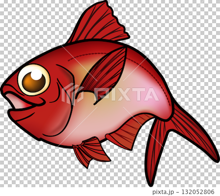 かわいいキンメダイ　イラスト　ベクター 132052806