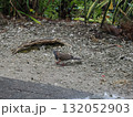 フィッツロイ島–水たまりのそばに佇む鳩と緑の背景 132052903