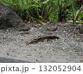 フィッツロイ島–緑に囲まれた岩場に佇む2羽の野鳥 132052904