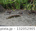 フィッツロイ島–砂利の庭に集う3羽の鳩と緑の背景 132052905