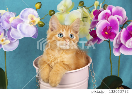 Cute ginger kitten sits in a small garden bucket next to a phalaenopsis flower. Garden concept 132053752
