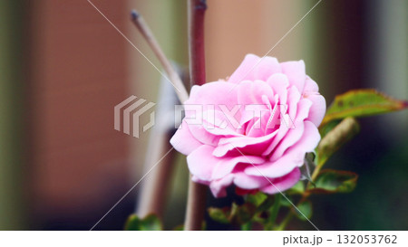 妖艶な一輪のピンクのバラ 132053762