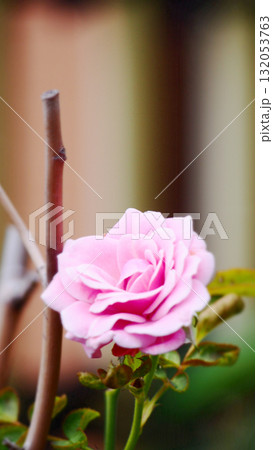 妖艶な一輪のピンクのバラ 132053763