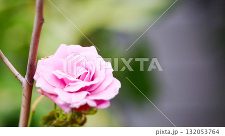 妖艶な一輪のピンクのバラ 132053764