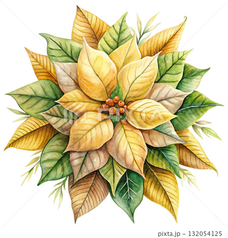 watercolor illustration of a pink and white poinsettia flower 132054125