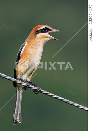 電線で高鳴きをするモズの雄 電線で高鳴きをするモズの雄 132054179