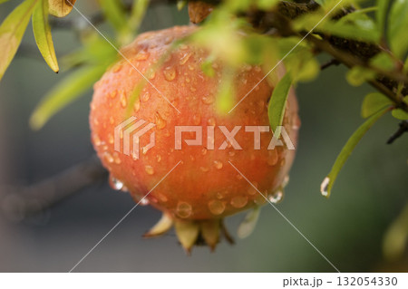 pomegranate hanging from the tree with drops of water from rain pomegranate hanging from the tree with drops of water from rain 132054330