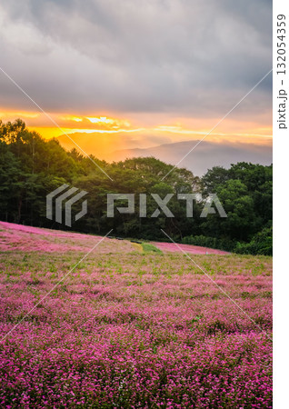 【日の出】赤そばの里【上伊那郡箕輪町】 【日の出】赤そばの里【上伊那郡箕輪町】 132054359