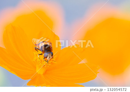 キバナコスモスの蜜を吸うオオハナアブの雌 132054572